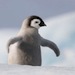 Baby Penguin thumbnail