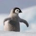 Baby Penguin thumbnail